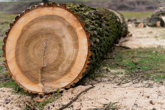 Primer plano de madera para fogata