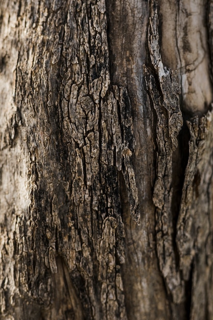 Primer plano de madera vieja con textura