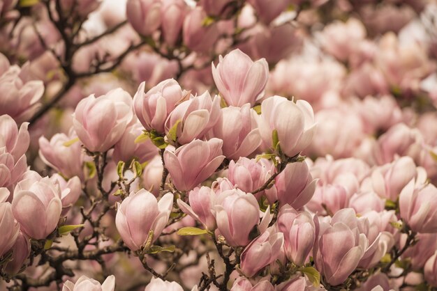 Primer plano de magnolios cubiertos de flores bajo la luz del sol