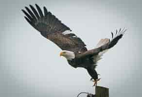 Foto gratuita primer plano de un majestuoso águila calva a punto de volar desde un poste de madera en un día fresco
