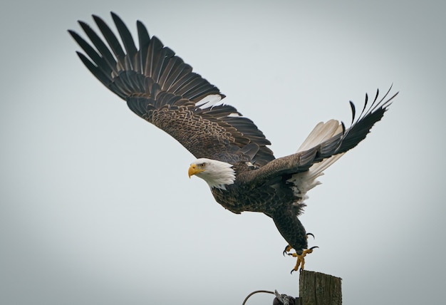 Primer plano de un majestuoso águila calva a punto de volar desde un poste de madera en un día fresco