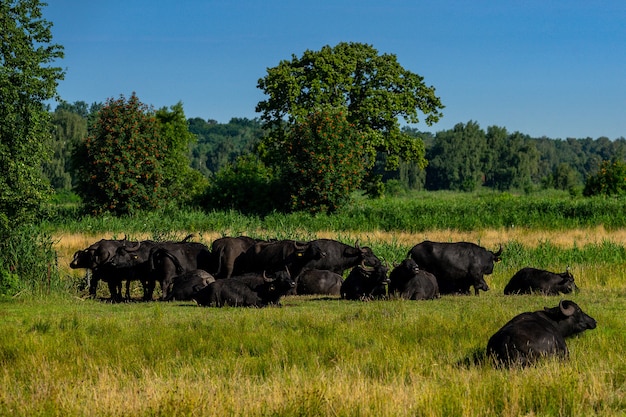 Primer plano de una manada de búfalos de agua en una pradera