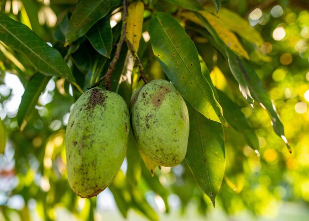 Primer plano de mangos verdes frescos colgando de un árbol