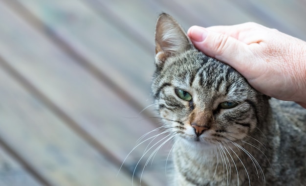 Primer plano de una mano acariciando a un adorable gato rayado gris