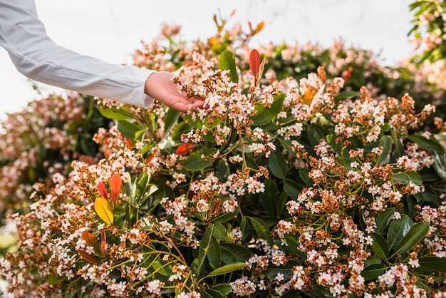 Primer plano de una mano de chicas tocando hermosas flores blancas