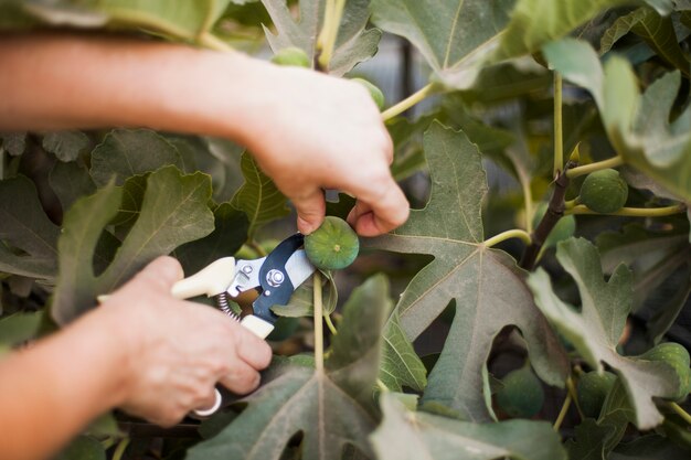 Primer plano de la mano cortando tijeras de podar del árbol