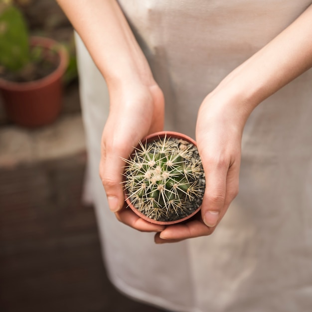 Primer plano de una mano femenina que sostiene la planta en maceta suculenta