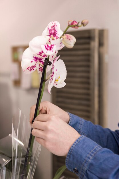 Primer plano de una mano de florista masculina colocando la hermosa orquídea blanca en el florero