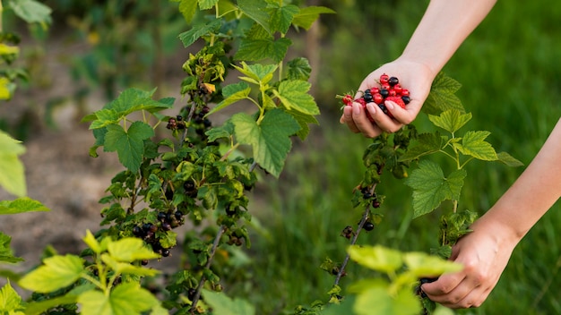 Foto gratuita primer plano mano frutas