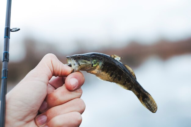 Primer plano de la mano del hombre con pescado recién pescado