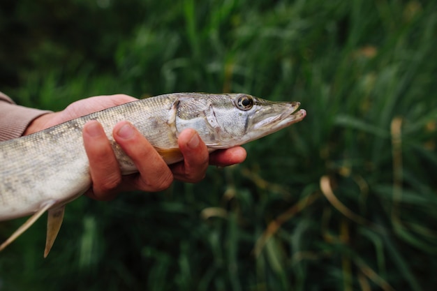 Foto gratuita primer plano de la mano del hombre sosteniendo pescado capturado