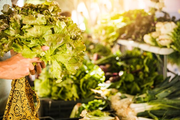 Primer plano de la mano humana que sostiene la lechuga en el mercado de verduras