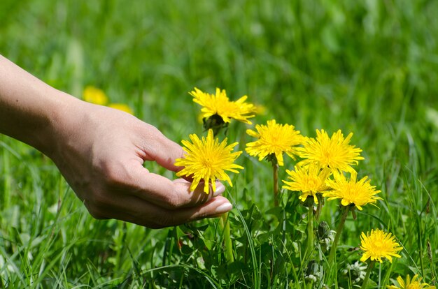 Primer plano de una mano humana recortando un diente de león amarillo de la hierba verde