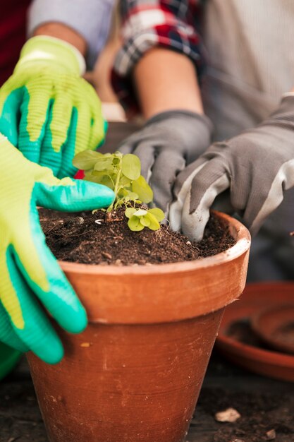 Primer plano de la mano del jardinero femenino y masculino que planta la plántula en la maceta