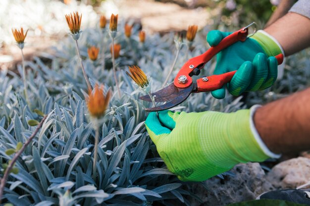 Primer plano de la mano de un jardinero masculino podando las flores