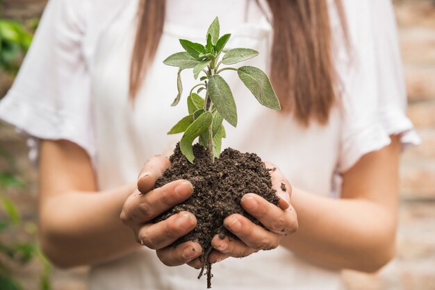 Primer plano de la mano de un jardinero de sexo femenino que sostiene el almácigo