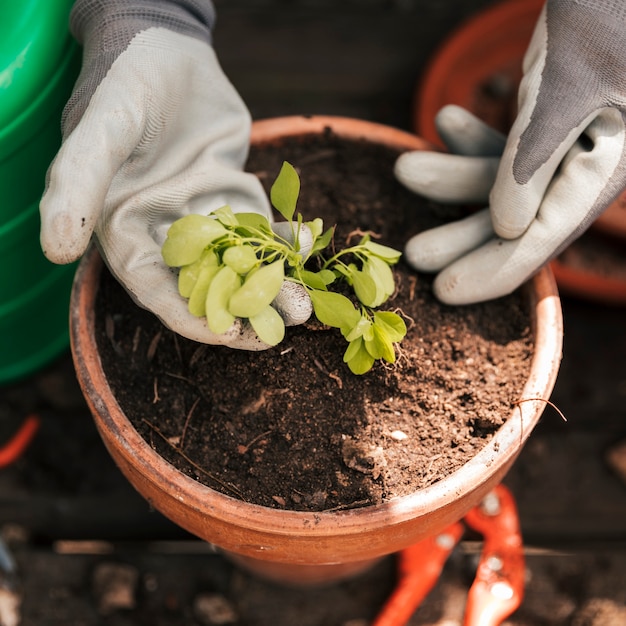 Primer plano de la mano de un jardinero usando guantes cuidando las plántulas plantadas en maceta