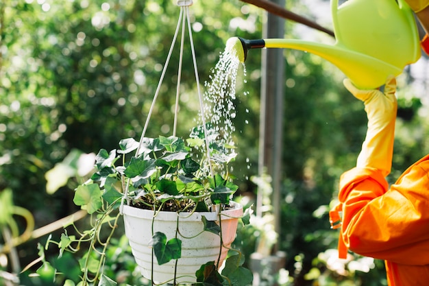 Primer plano de una mano de jardinero verter agua en colgar maceta planta