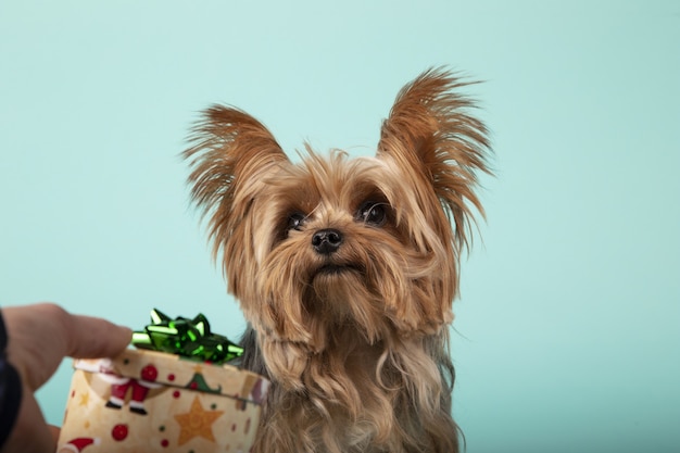 Primer plano de una mano masculina dando un regalo a un adorable Yorkshire terrier en la pared verde