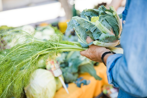 Primer plano de mano masculina con eneldo y brassica romanesco vegetal