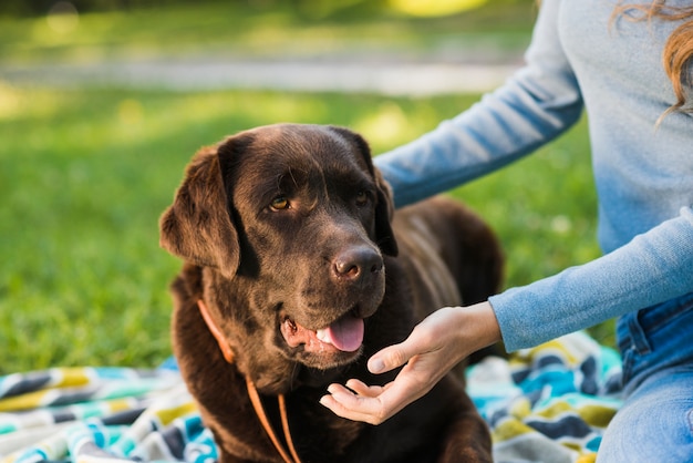 Primer plano de la mano de una mujer acariciando a su perro