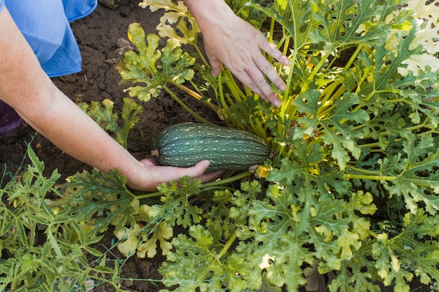 Primer plano de la mano de la mujer que cosecha la calabaza en el campo