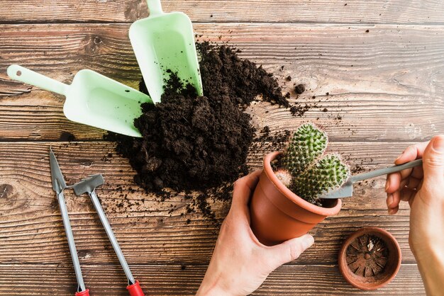 Primer plano de la mano de la mujer que planta la planta de cactus en el escritorio de madera