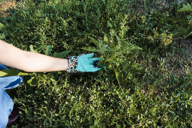 Foto gratuita primer plano de la mano de la mujer que sostiene la planta