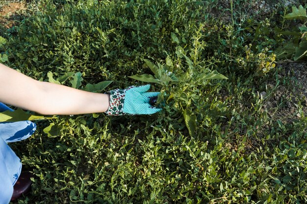 Primer plano de la mano de la mujer que sostiene la planta