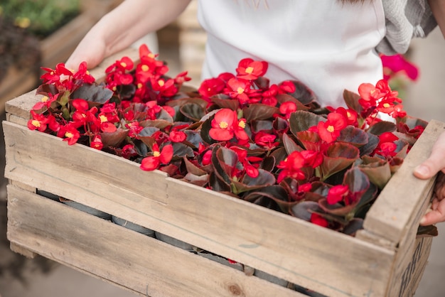 Primer plano de la mano de una mujer sosteniendo una caja de madera con flores de begonia roja