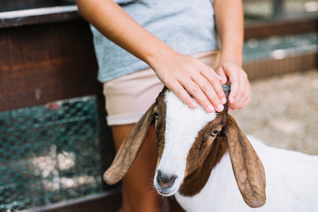 Primer plano de la mano de una niña en la cabeza de la cabra