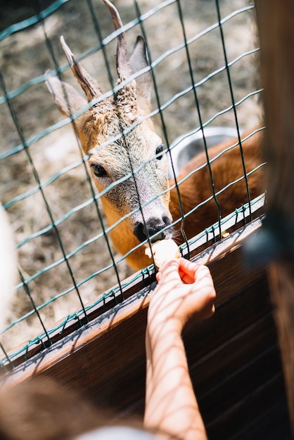 Primer plano de la mano de una persona alimentando a los ciervos en la jaula