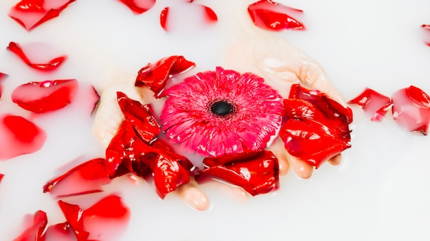 Foto gratuita primer plano de la mano de una persona con flor roja y pétalos en agua clara