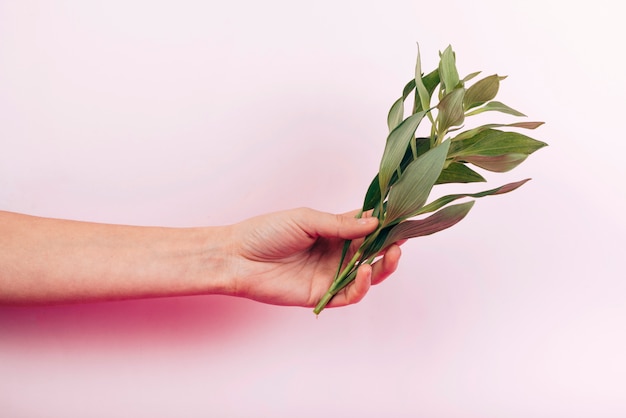 Primer plano de la mano de la persona que sostiene las hojas verdes frescas del tulipán