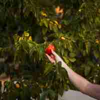 Foto gratuita primer plano de la mano de una persona sosteniendo una manzana roja madura en un árbol