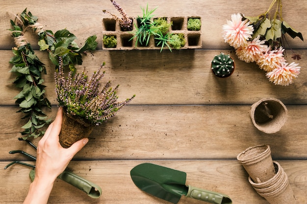 Primer plano de la mano de una persona sosteniendo una planta con equipos de jardinería; flor; maceta de turba bandeja de turba en mesa de madera