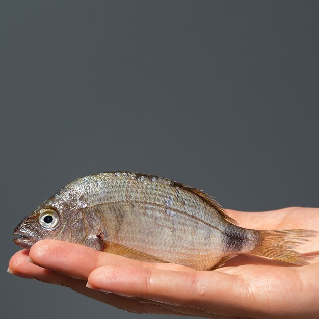 Primer plano mano pescado crudo