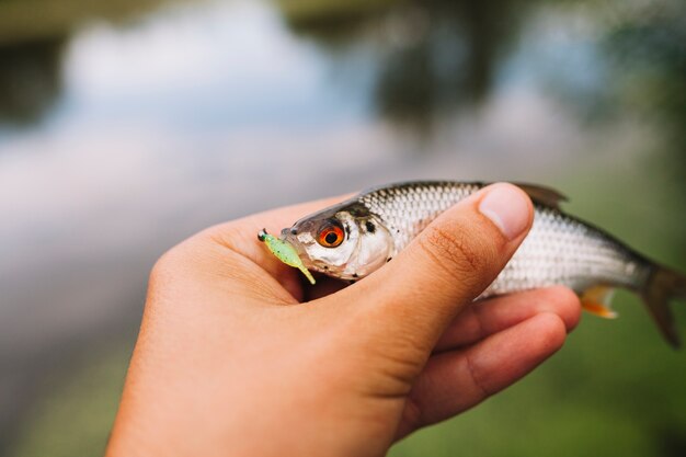 Primer plano de la mano de un pescador sosteniendo pescado al aire libre