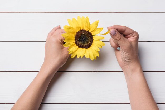 Primer plano de la mano que despluma los pétalos de los girasoles en el escritorio de madera blanco