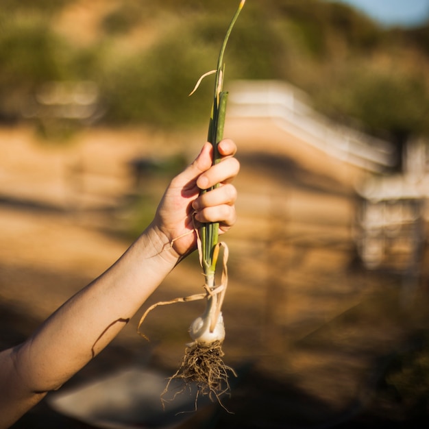 Primer plano de la mano que sostiene la cebolla de primavera