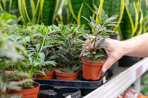 Primer plano mano que sostiene la planta de la casa