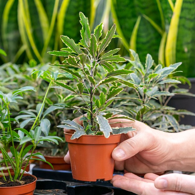 Primer plano mano que sostiene la planta de la casa