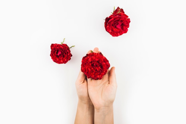 Primer plano de la mano que sostiene la rosa brillante roja sobre fondo blanco