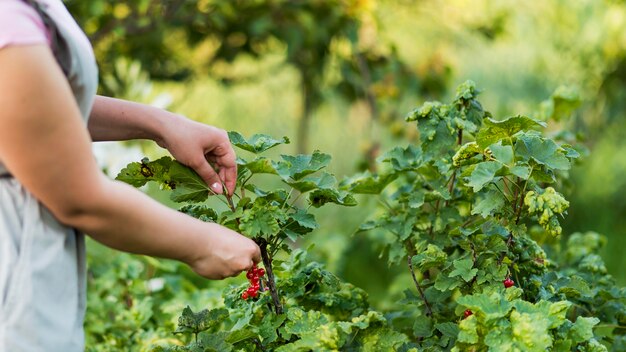 Primer plano mano recogiendo frutas