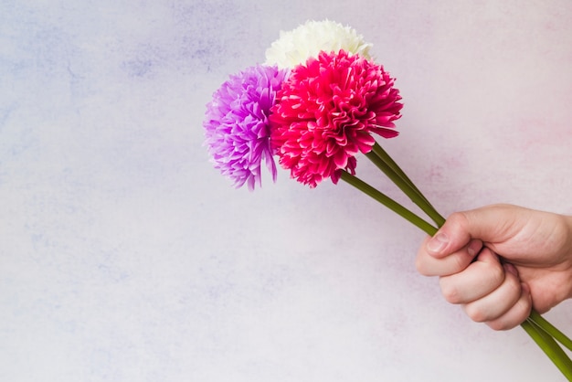 Primer plano de mano sosteniendo coloridas flores de crisantemo falso en la mano