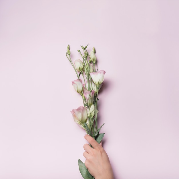 Primer plano de mano sosteniendo manojo de flores de eustoma sobre fondo rosa