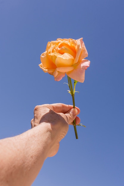 Primer plano mano sujetando rosa naranja