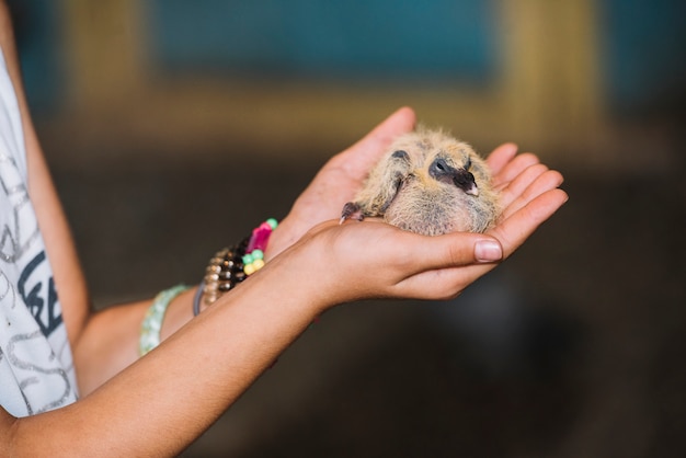 Primer plano, de, mano, tenencia, bebé recién nacido, patito