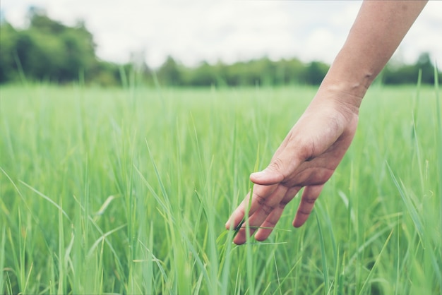 Primer plano de mano tocando la hierba verde