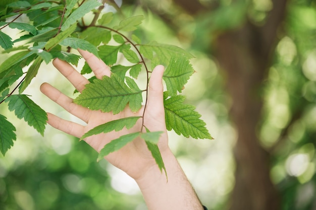 Primer plano de mano tocando la ramita de la planta